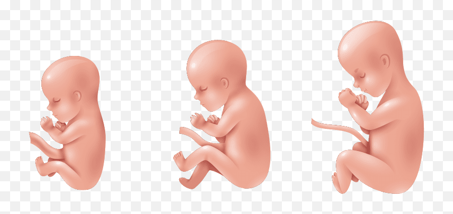 West - 20 Week Fetus Emoji,Ultrasound Of Babys Reactions Emotions