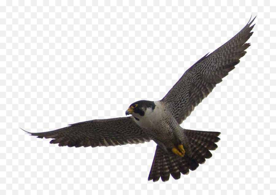 Falcon Flying Birds Transparent Png Images - Yourpngcom Emoji,Falcons Emojis