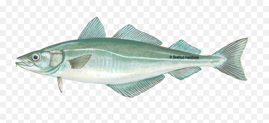 Seashare Emoji,An Emotion Fish