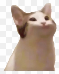 Pogcat1 Sticker - Pogcat1 Discover U0026 Share Gifs Emoji,Pog Emoji Copy