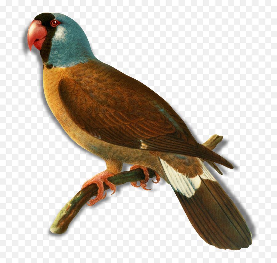 Oiseaux - Birds Emoji,Parrot Emoji Iphone