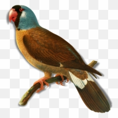 Oiseaux - Birds Emoji,Parrot Emoji Iphone