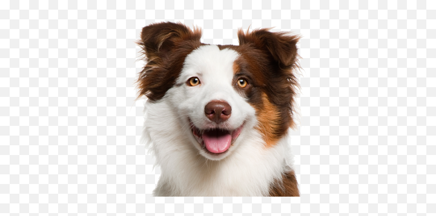 Dog Face Png Really Cute - Transparent Dog Face Png Emoji,Dog Face Emoji