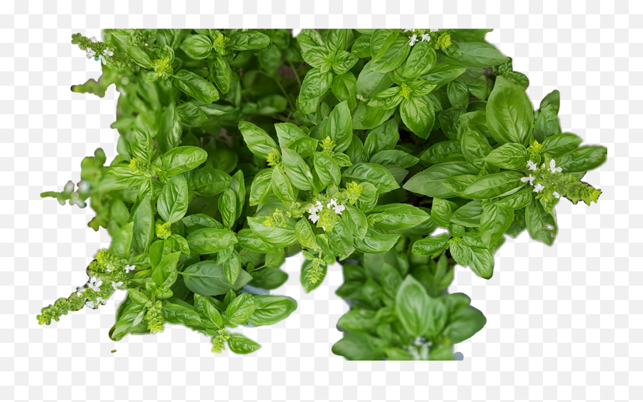 Basil Bosiljak Herbs Green Plant - Fines Herbes Emoji,Basil Emoji