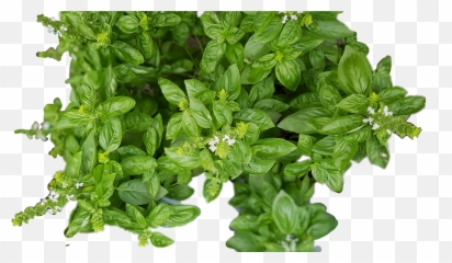 Basil Bosiljak Herbs Green Plant - Fines Herbes Emoji,Basil Emoji