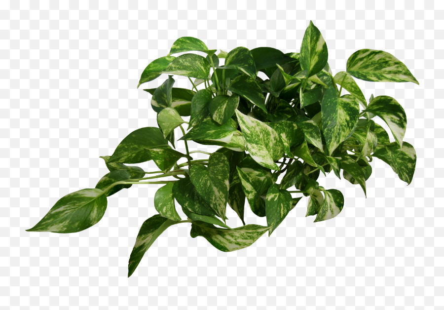 Animal Jam Wall Ivy - Everapex Plants Transparent Png Emoji,Animal Jam Emojis Png
