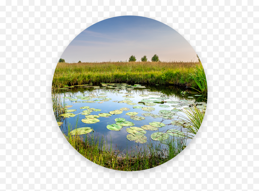 Crosscreek Environmental - Natural Pond Emoji,Emoji Pond Florida