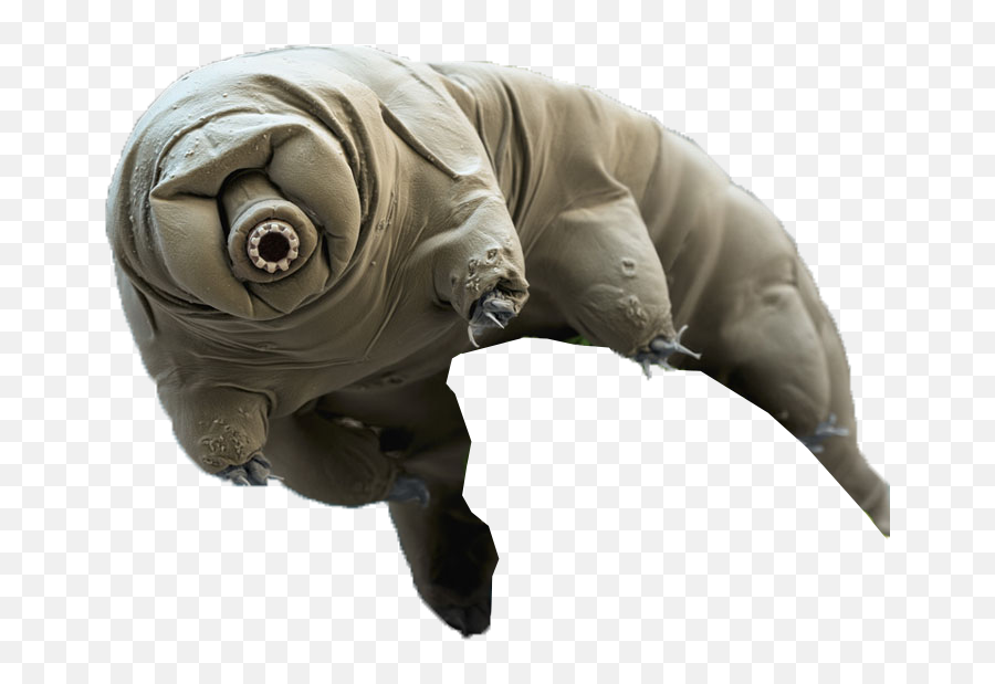 Tardigrades Stickers By Raphael Bialy - Real Pictures Of Cool Animals Emoji,Emojis Transparent Excuses