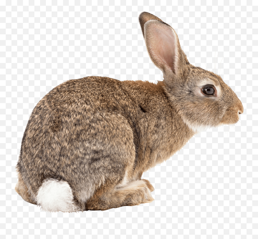 Rabbit Face Png Page 1 - Line17qqcom Rabbit Transparent Background Emoji,Chinchilla Emoji