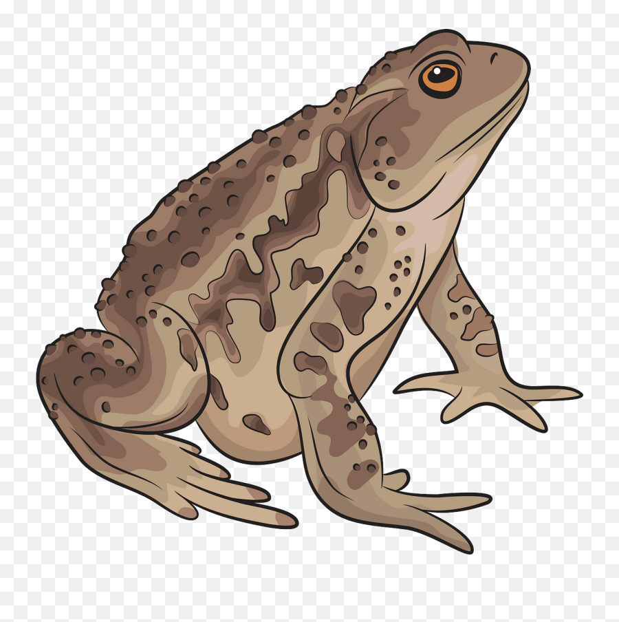 Free Toad Cliparts Png Images - Toad Clipart Emoji,Spadefoot Toad Emotion