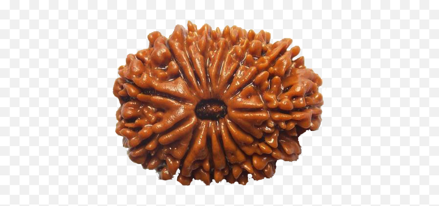 14 Mukhi Rudraksha - Uses And Benefits Birthastrocom Emoji,An Aquaris With Tons Of Emotions