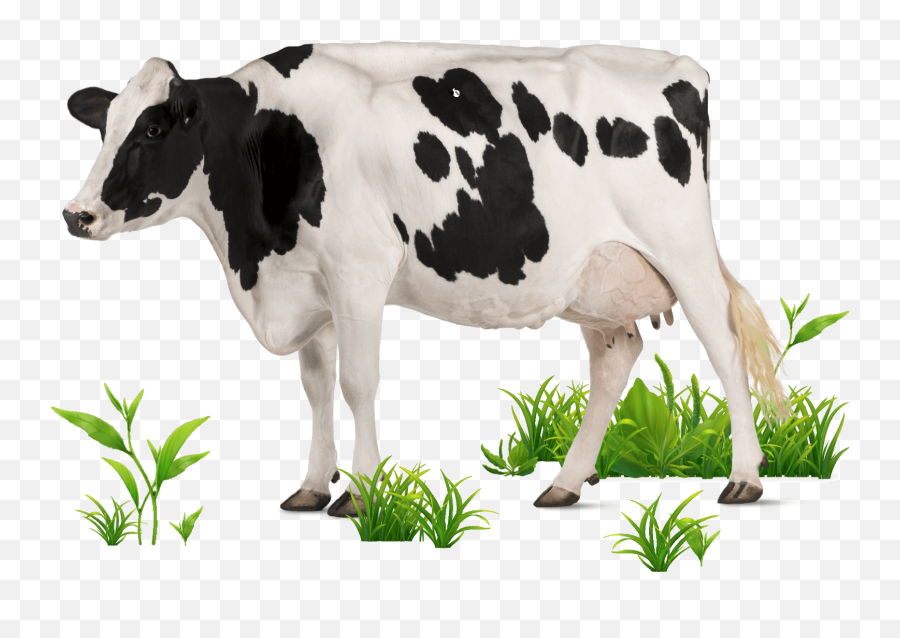 About - Mehadrin Dairy Emoji,Cow Milking Emoji