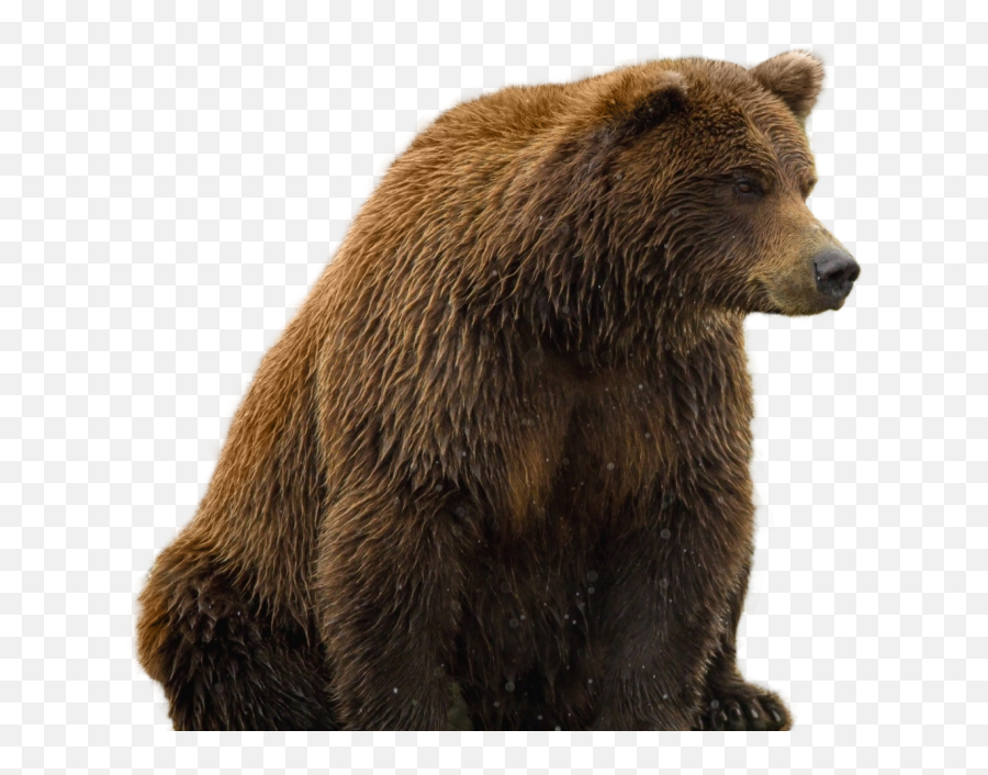 Bear Png Transparent Image - Bear Png Emoji,Brown Bear Emoji
