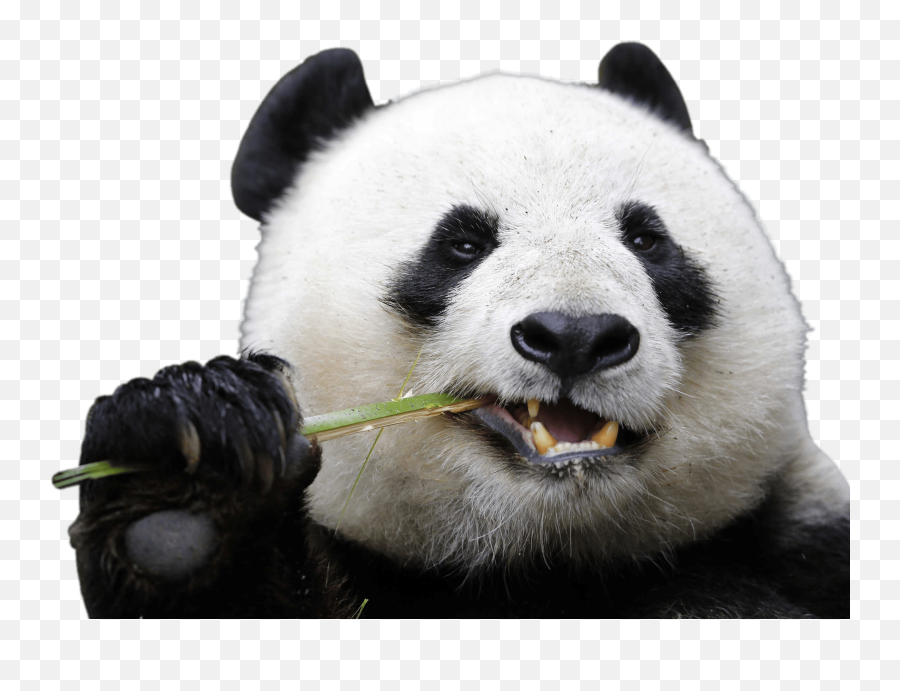 Panda Png U0026 Free Pandapng Transparent Images 1573 - Pngio Panda Transparent Emoji,Emoji De Panda