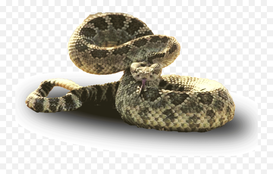 Top The Cobra Snake Stickers For - Snake Proof Boots Emoji,Rattlesnake Emoji