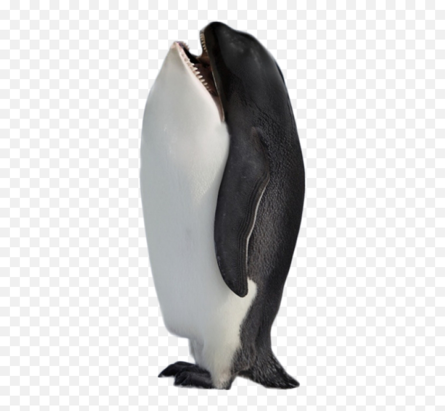 Laughing - Penguin Killer Whale Head Emoji,Killer Penguin Emoticon