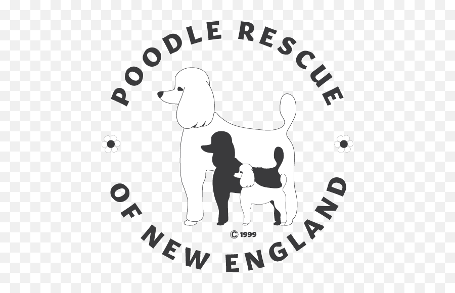 Poodle Rescue Of New England U2013 Our Goal Is To Place The - Poodle Rescue Of New England Emoji,Shih Tzu Emoji Smile I Love You