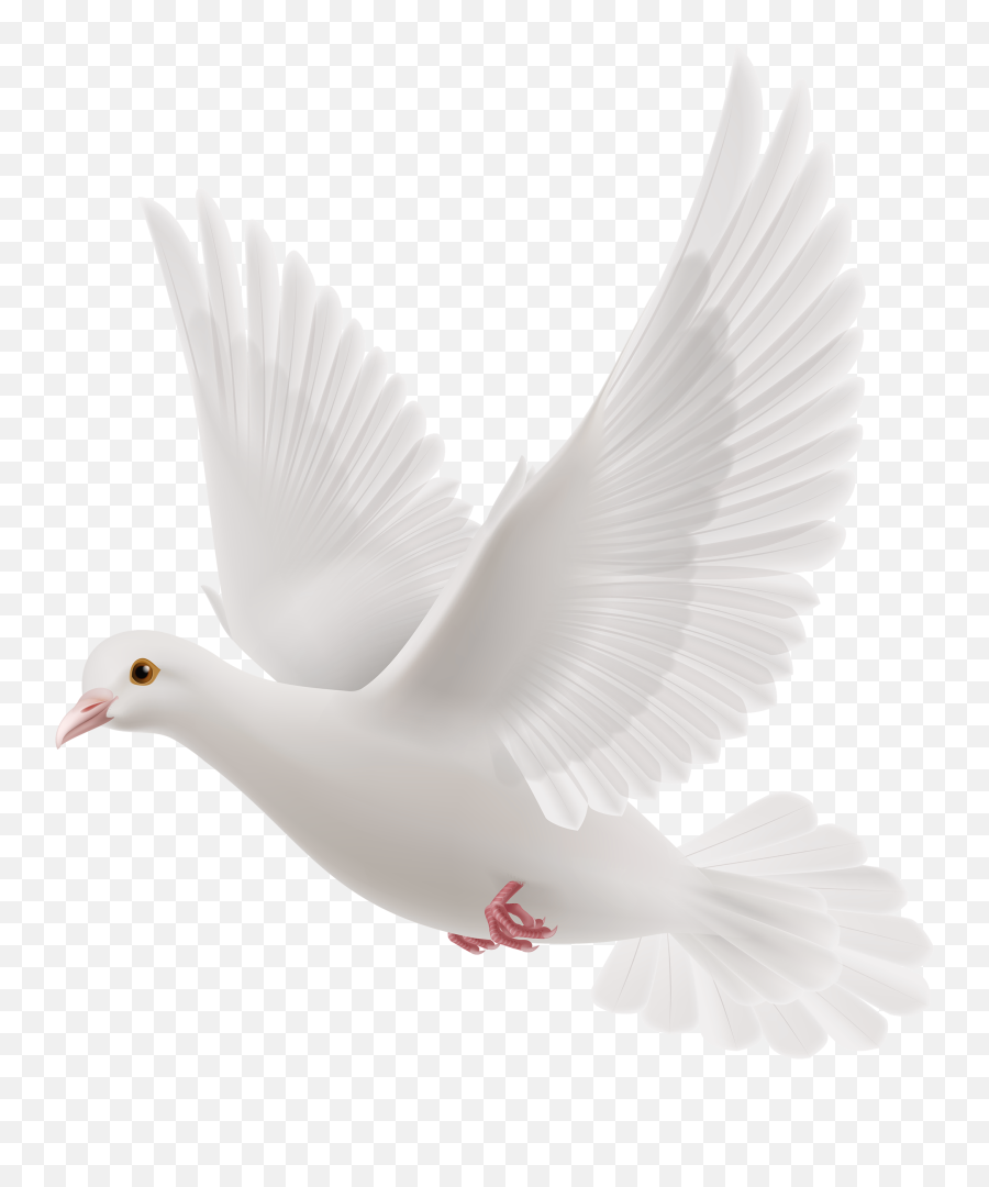 Rock Dove Columbidae Bird - Snowy Pigeons Png Download Emoji,Pigeon Emoji