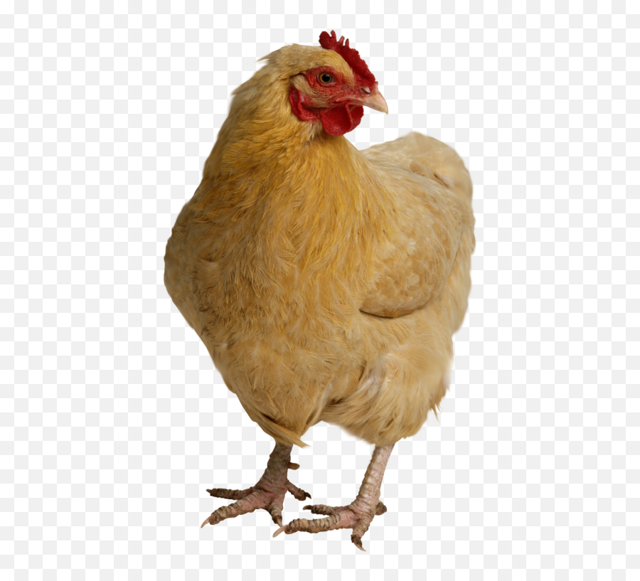 Download Chicken Free Png Transparent Image And Clipart - Hen With Transparent Background Emoji,Emoji Chicken Clipart