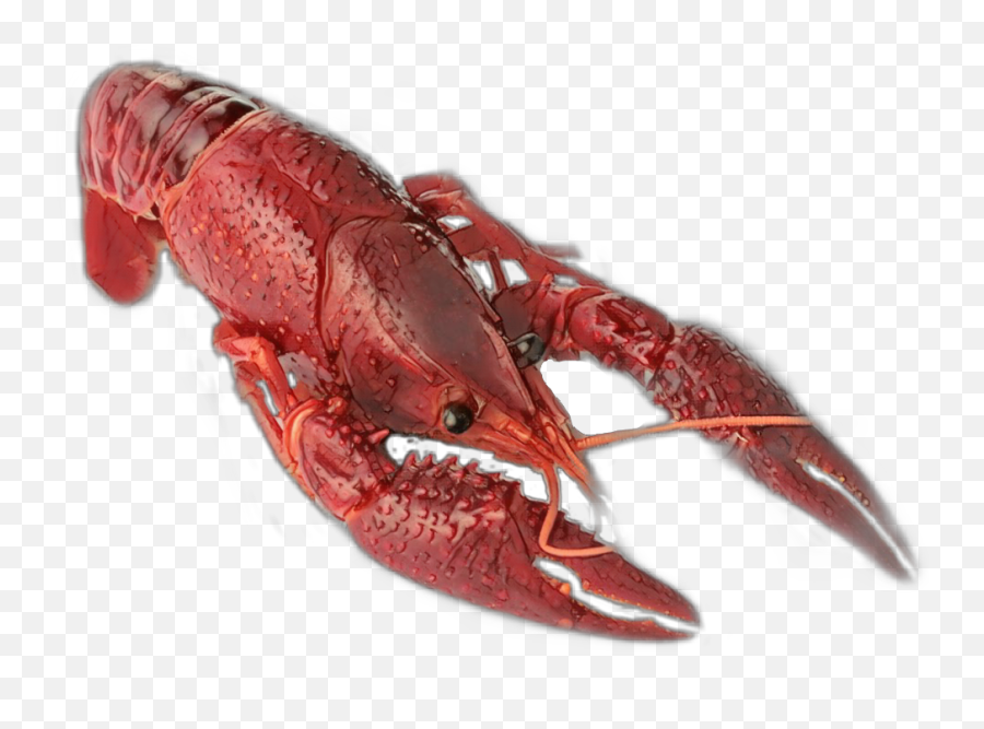 The Most Edited - Crawfish Png Emoji,Crawfish Emojis