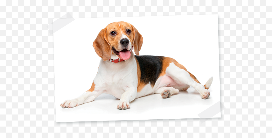 Dogs - Hamiform Beagle Dog Emoji,Beagle Puppy Emotions
