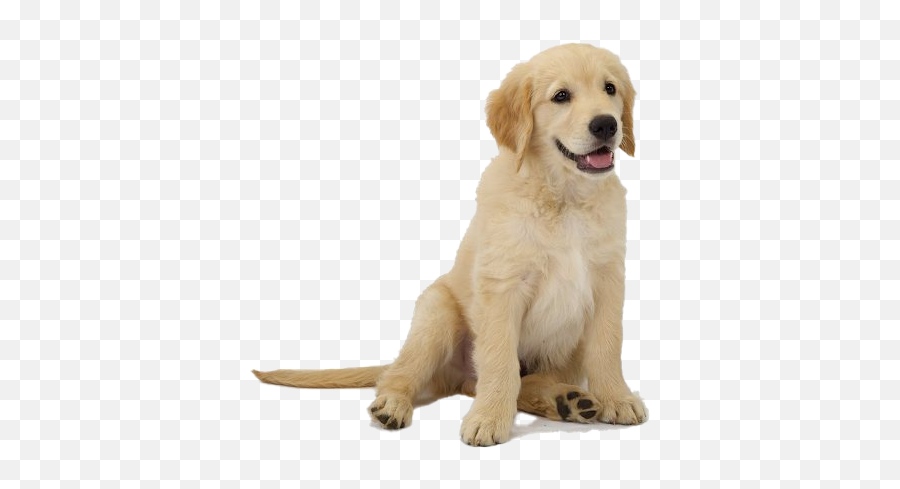 Golden Retriever Png Transparent Images Png All - Transparent Background Golden Retriever Puppy Png Emoji,Send Your Friends Cute Cream Labrador Retriver Emojis