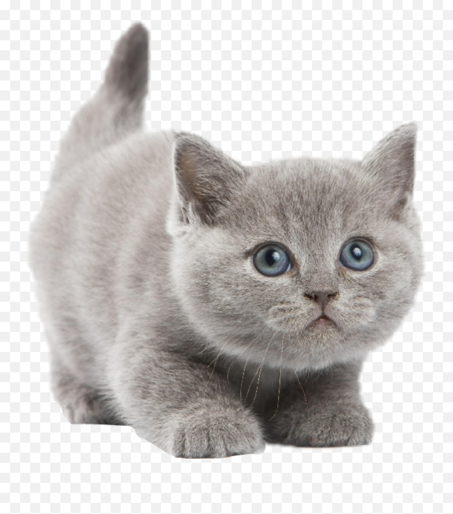 Largest Collection Of Free - Toedit Curios Stickers On Picsart Adorable Grey Kittens Emoji,Grey Cat Emoticon