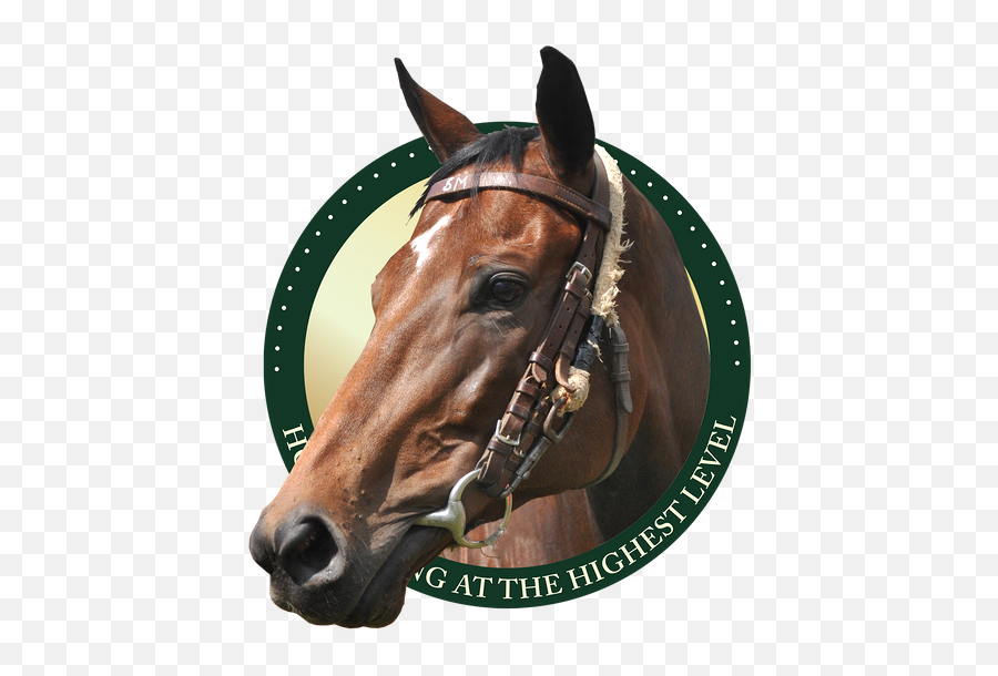 Horse Royal Turf Club - Strana Yenotiya Emoji,Horse Nose Emotion