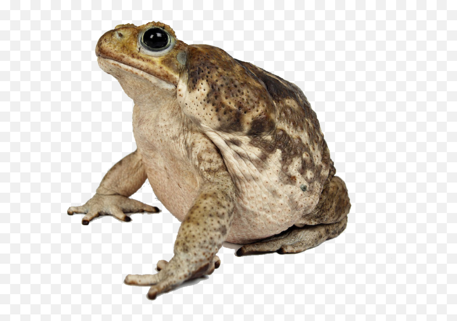 Toad - Toads Png Emoji,Spadefoot Toad Emotion