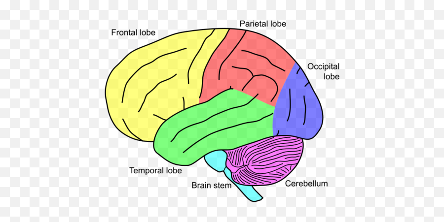 Brain Terminology - Causes Muteness Emoji,The Anterior Aspect Of The Cerebrum Controls: A. Emotion. B. Vision. C. Movement. D. Touch