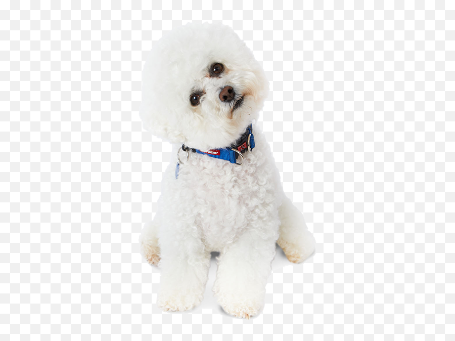 Bichon Frise Temperament Lifespan Grooming Training Emoji,Reading Dog Emotions