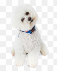 Bichon Frise Temperament Lifespan Grooming Training Emoji,Reading Dog Emotions