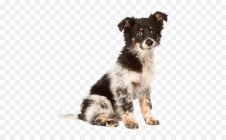 Our Process Luvmi Emoji,Australian Shepherd Emotions