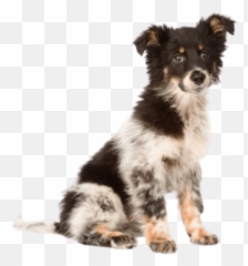 Our Process Luvmi Emoji,Australian Shepherd Emotions