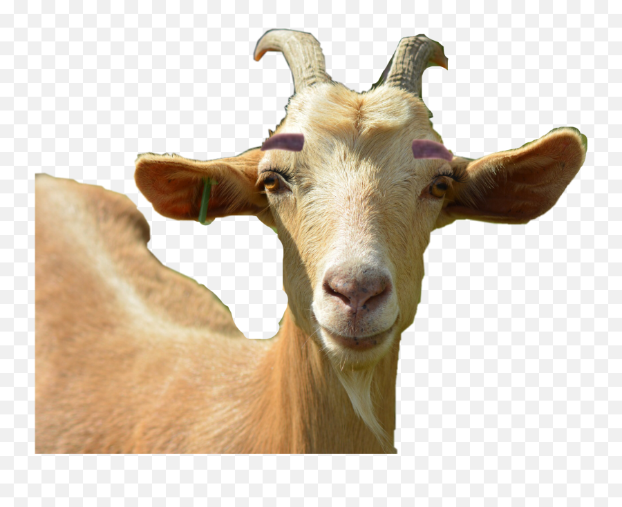 Goat Sticker - Goat Emoji,Goat Emoji
