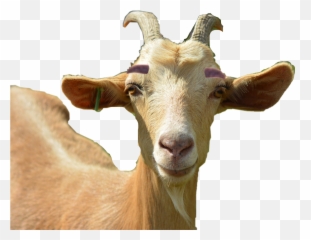 Goat Sticker - Goat Emoji,Goat Emoji