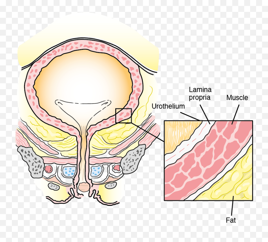 Kidney Clipart Ureter Kidney Ureter Transparent Free For - Bone Emoji,The Emoji Movie Cancer