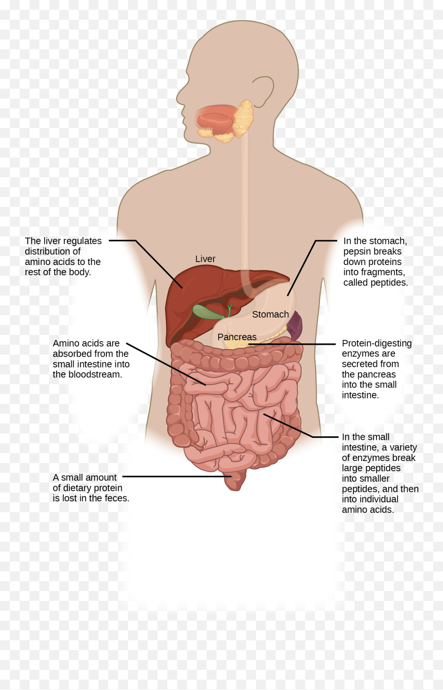 Digestive System Processes - Nutrition In Human Beings Diagram Emoji,Emotion Code For Lymph System