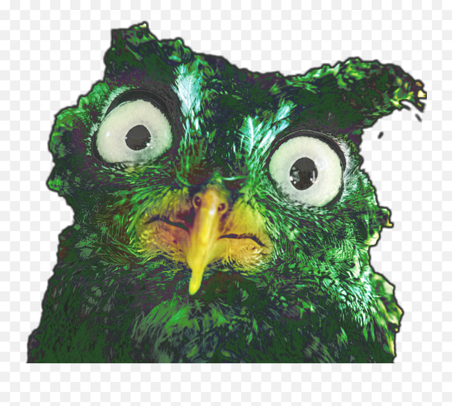 Duolingo Owl Spanish Teacher Sticker By Shaunjrmanzano - Duolingo Creepy Emoji,Different Owl Emojis