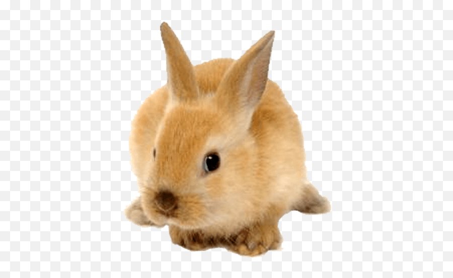 Rabbit Clip Art - Fluffy Rabbit Png Download 528510 Rabbit Png Transparent Emoji,Whatsapp Rabbit Emoticon