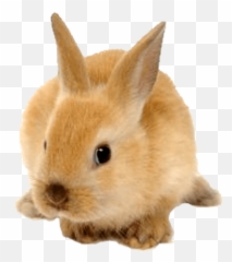 Rabbit Clip Art - Fluffy Rabbit Png Download 528510 Rabbit Png Transparent Emoji,Whatsapp Rabbit Emoticon