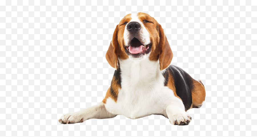 Veterinarian In Bourne Vet Near You All Pets Medical Center - Beagle Met Witte Achtergrond Emoji,Beagle Puppy Emotions