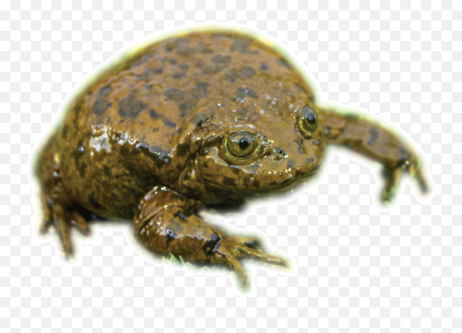 A Song Of Ice And Fungus - Toads Emoji,Spadefoot Toad Emotion