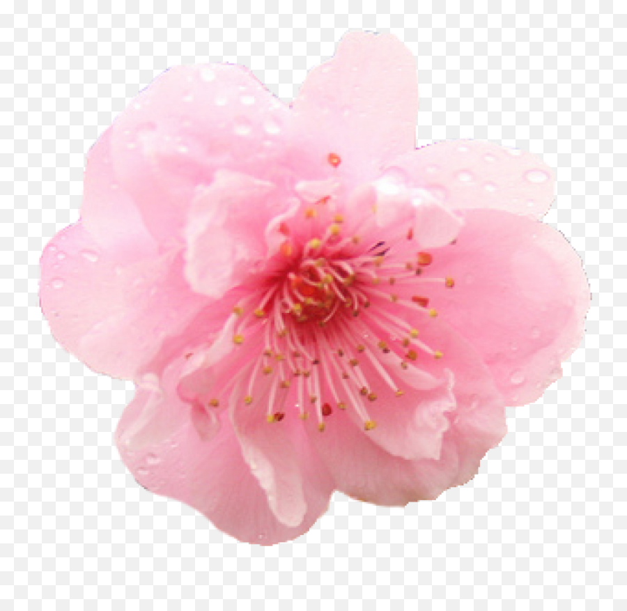 Cherry Blossom Flower Png U0026 Free Cherry Blossom Flowerpng - Flower Transparent Png Cherry Blossom Emoji,Blossom Emoji