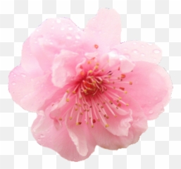 Cherry Blossom Flower Png U0026 Free Cherry Blossom Flowerpng - Flower Transparent Png Cherry Blossom Emoji,Blossom Emoji