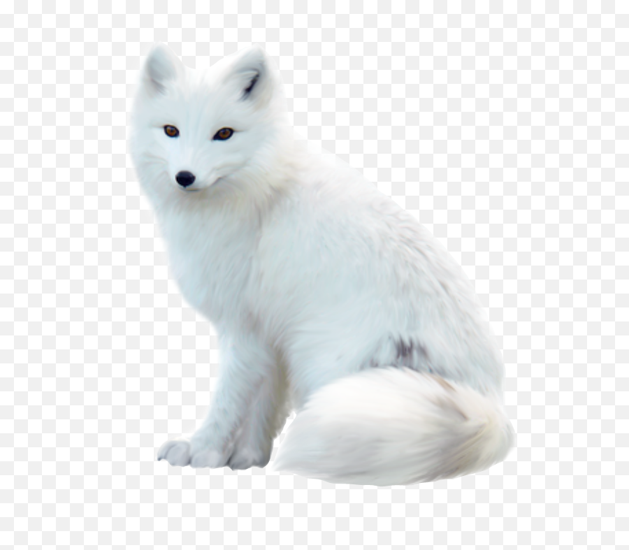 Fox White Look Waiting Snow Sticker - Zorro Blanco Bebe Emoji,Arctic Fox Emoji