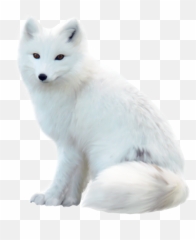 Fox White Look Waiting Snow Sticker - Zorro Blanco Bebe Emoji,Arctic Fox Emoji