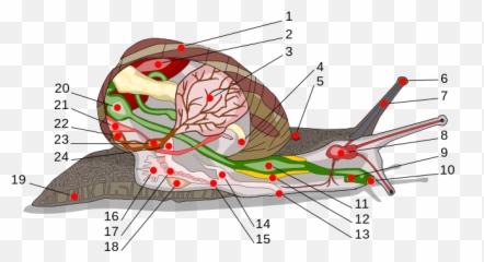 No Such Thing As Animal Love - Snails Eyes Emoji,Range Of Emotions Svg