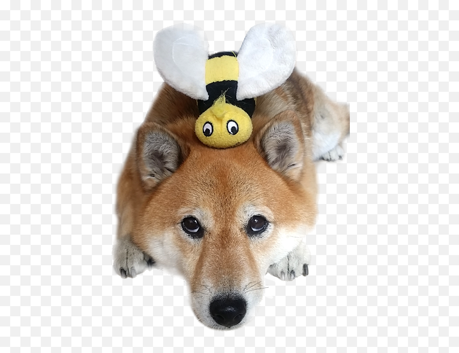 Best Toys For Shiba Inus - Shiba Inu Emoji,Shib Inu Emoticon