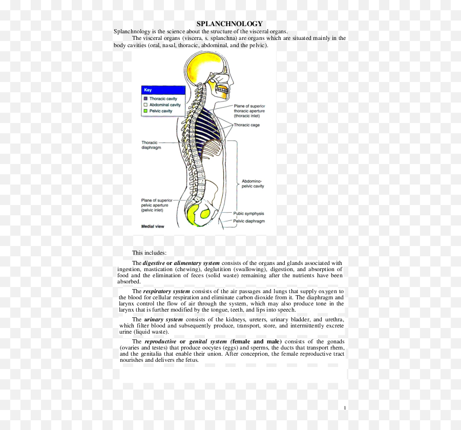 Pdf Splanchnology - Andrea Lopez Academiaedu Dot Emoji,What Does 